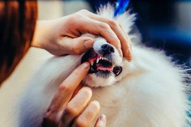 Brushing Your Pet’s Teeth Will Make You Feel For Your Dentist by Kriser's