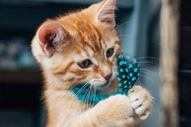 Bringing Home a New Kitten? Expect the Unexpected by Kriser's