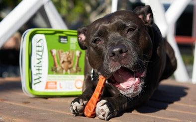 What to Look for When Checking Your Pet’s Teeth and Gums