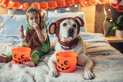 Keeping Your Pets Safe During Halloween