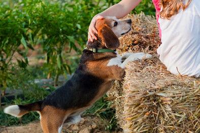 IT TAKES A COMPANY PASSED DOWN FOR GENERATIONS TO FEED YOUR PET LIKE FAMILY.