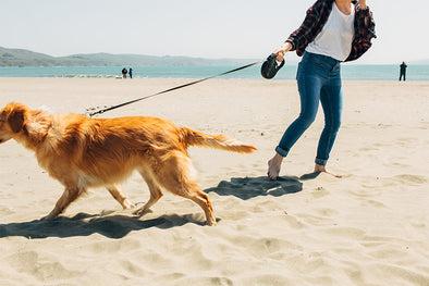 MORE LEASH. MORE PROBLEMS