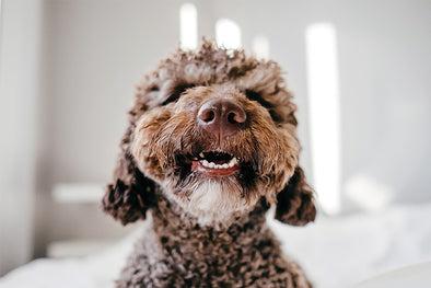 SPOOKED ABOUT DENTAL DISEASE THIS HALLOWEEN? TAKE A LOOK AT THEIR FANGS