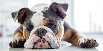 Your dog doesn’t want to live in the wild. He just wants to eat like it.