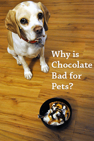 WHY IS CHOCOLATE BAD FOR PETS?