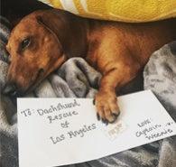 DONATION AND ADOPTION EVENT WITH LA DACHSHUND RESCUE AND CAPTAIN WEENIE