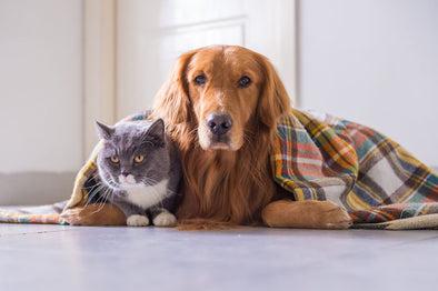 Winter Safety Tips for Your Pets