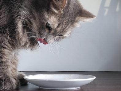 Variety in Proteins is Vital to Your Pet's Health