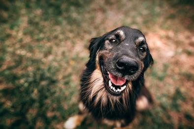 YOUR GUIDE TO ECO-FRIENDLY PET PRODUCTS - Kriser's