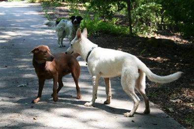 HOW TO INTRODUCE DOGS