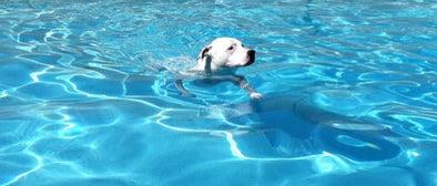 PET POOL SAFETY TIPS