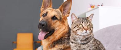 9 Ways to protect your furry friend from getting lost by Kriser's