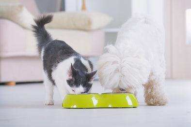 Is raw food safe? You bet your pet’s sweet digestive tract it is.