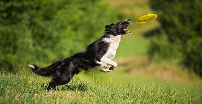 Supplements: They're Not Just For Older Dogs