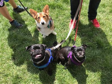 KRISER’S SPENDS THE DAY AT BARK IN THE PARK