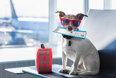Tips for Flying with Your Pet