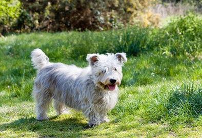 8 DOG BREEDS THAT HAIL FROM IRELAND