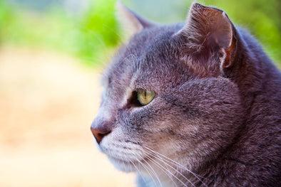 Caring for Senior Pets