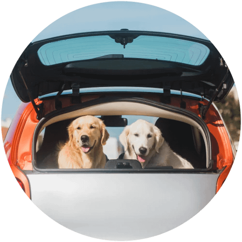 two golden retrievers looking out a back of a car on a beach