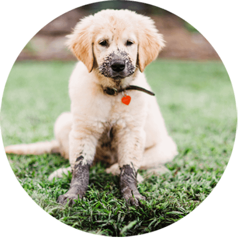 A yellow lab puppy sitting in the spring grass covered in mud.