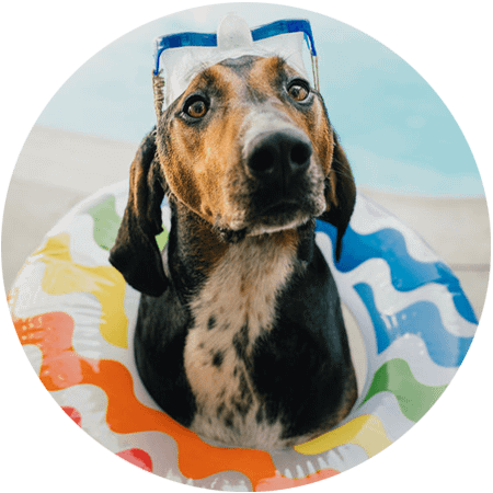 A hound dog with goggles and a summer colorful tube around it