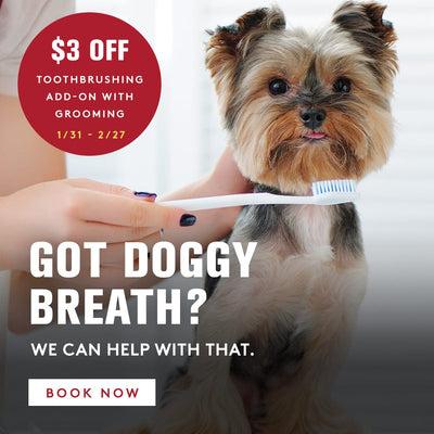 online pet shop to buy pets