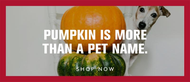 A dog looking around 2 pumpkins. Pumpkin is more than a pet name. Shop Now