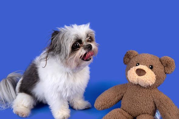 Attachment Theory Charity Bear Donation to Rescue Dogs