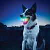 Nite Ize Glowstreat LED Ball for Dogs