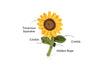 P.L.A.Y. Blooming Buddies Collection Sassy Sunflower Toy for Dogs