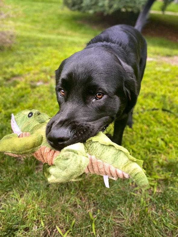 Tall Tails Crunch Gator Toy for Dogs